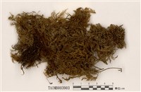 藏品(塔苔)的圖片